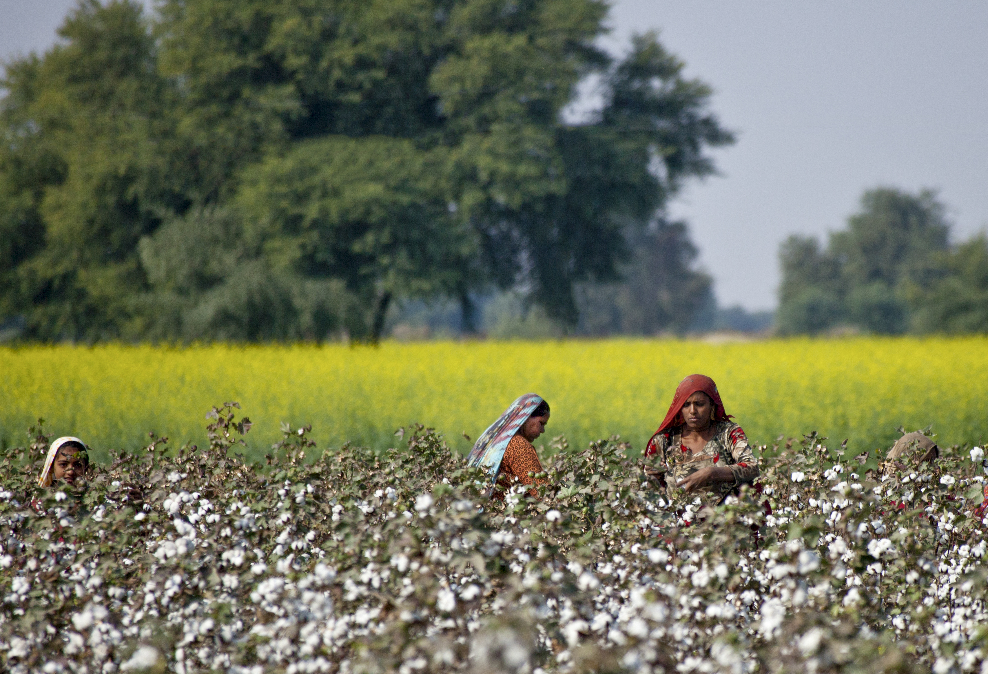 Farmers working in cotton fields in Pakistan. 