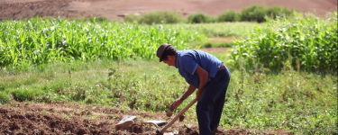 A farmer tilling a field. Photo: Ali Aznague