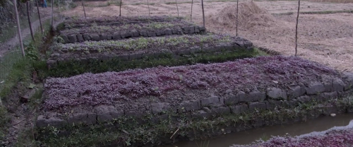 Bangladesh bed based cultivation