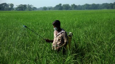 Man sprays pesticides over crops in a green field. He is wearing only a basic face mask, not covering his nose, and no other protective gear.